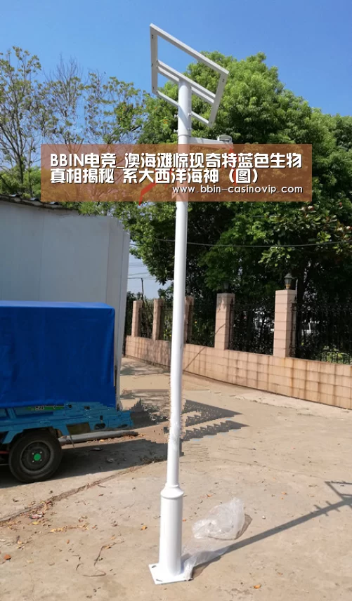 BBIN电竞_澳海滩惊现奇特蓝色生物真相揭秘 系大西洋海神(图)(图2) BBIN真人